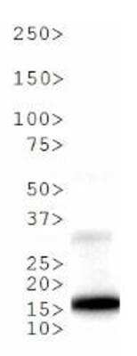 Western Blot: Histone H3 [p Thr6, Monomethyl Lys9] Antibody [NB21-1052] - Analysis of H3K9me1/pT6 in NIH 3T3 Histone prep lysate. Observed molecular weight is ~16 kDa.
